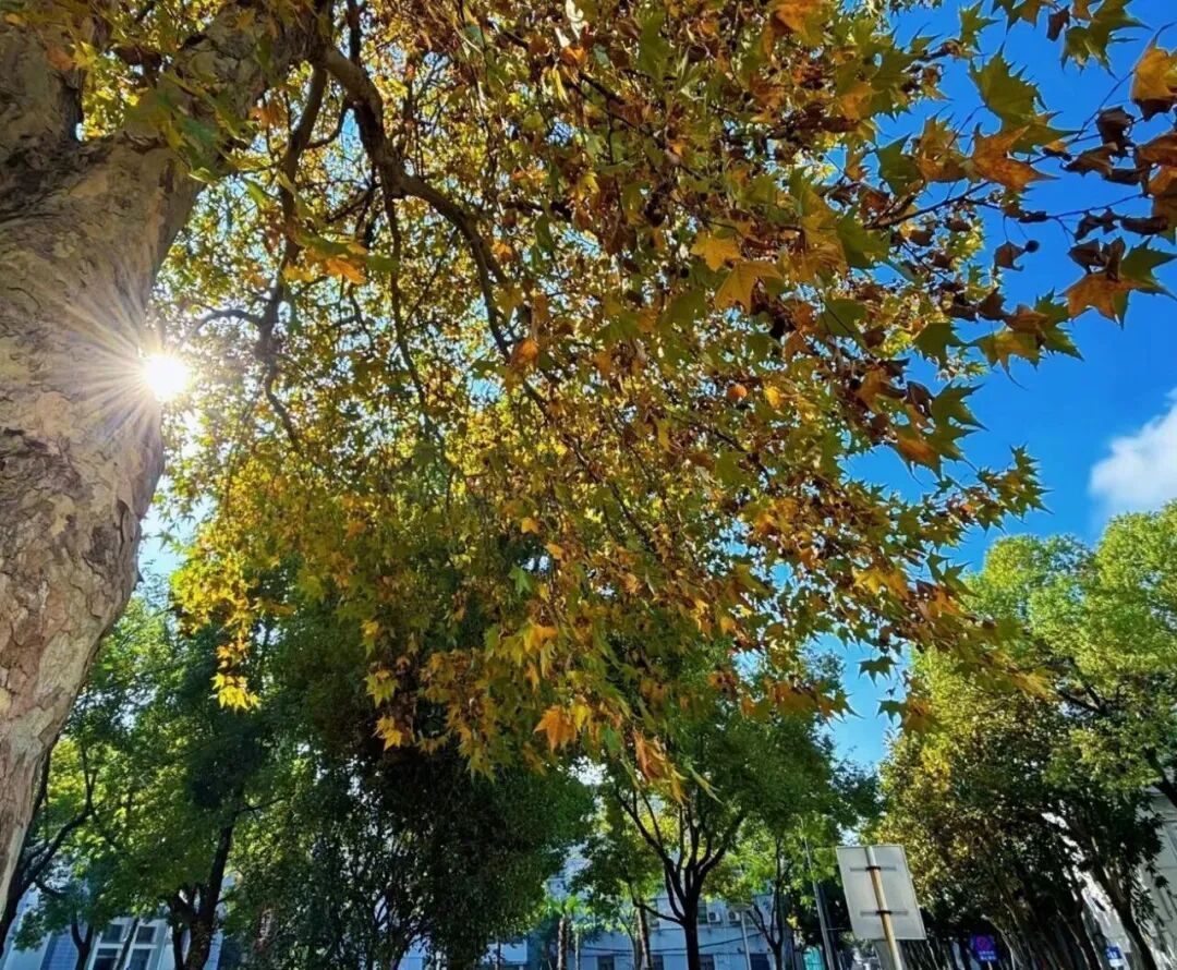 安徽高校的初冬，是“糖炒栗子味”的！