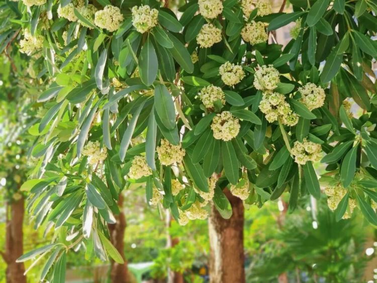 “闻了头晕”“鼻子难受”！珠海街头近期大量出现！