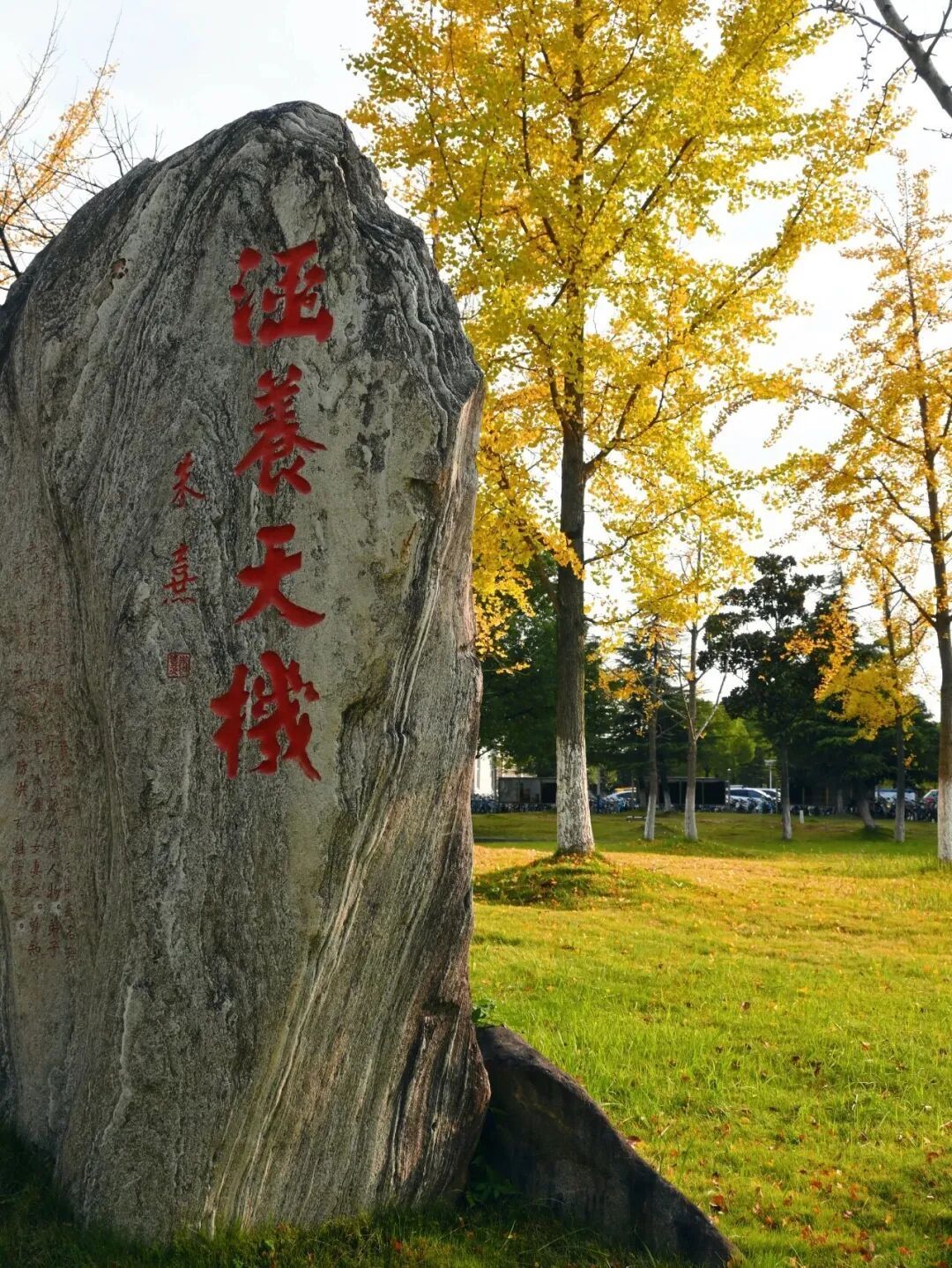 安徽高校的初冬，是“糖炒栗子味”的！