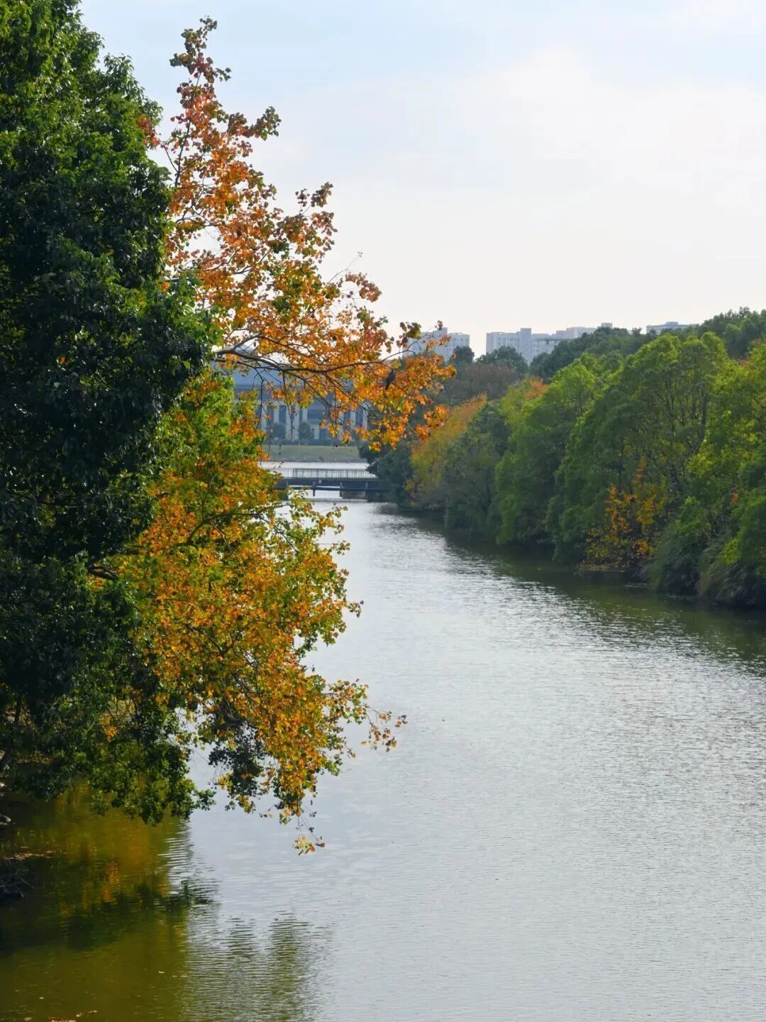 安徽高校的初冬，是“糖炒栗子味”的！