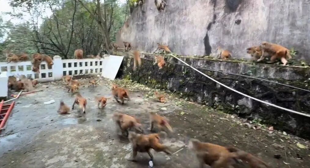 场面密集、速度迅猛！猴群突然集体冲下山，网友称被吓得汗毛直立，园方：正常情况