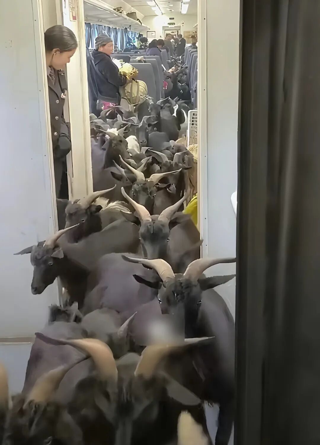 列车上不适一幕!游客"长枪短炮"围堵老人?网友怒了! 列车上不适一幕!游客"长枪短炮"围堵老人?网友怒了!