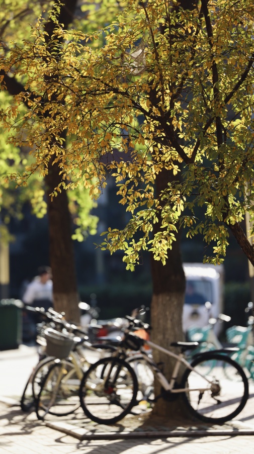 安徽高校的初冬，是“糖炒栗子味”的！