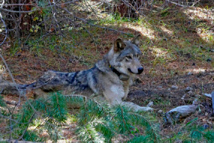 野生狼首次被拍到使用工具觅食
