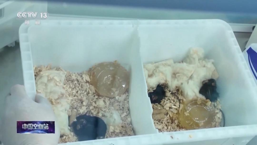 中国载人航天工程首次应急发射任务成功！看看如何高效完成一次“太空急送”