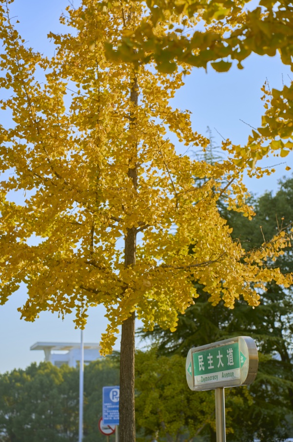 安徽高校的初冬，是“糖炒栗子味”的！