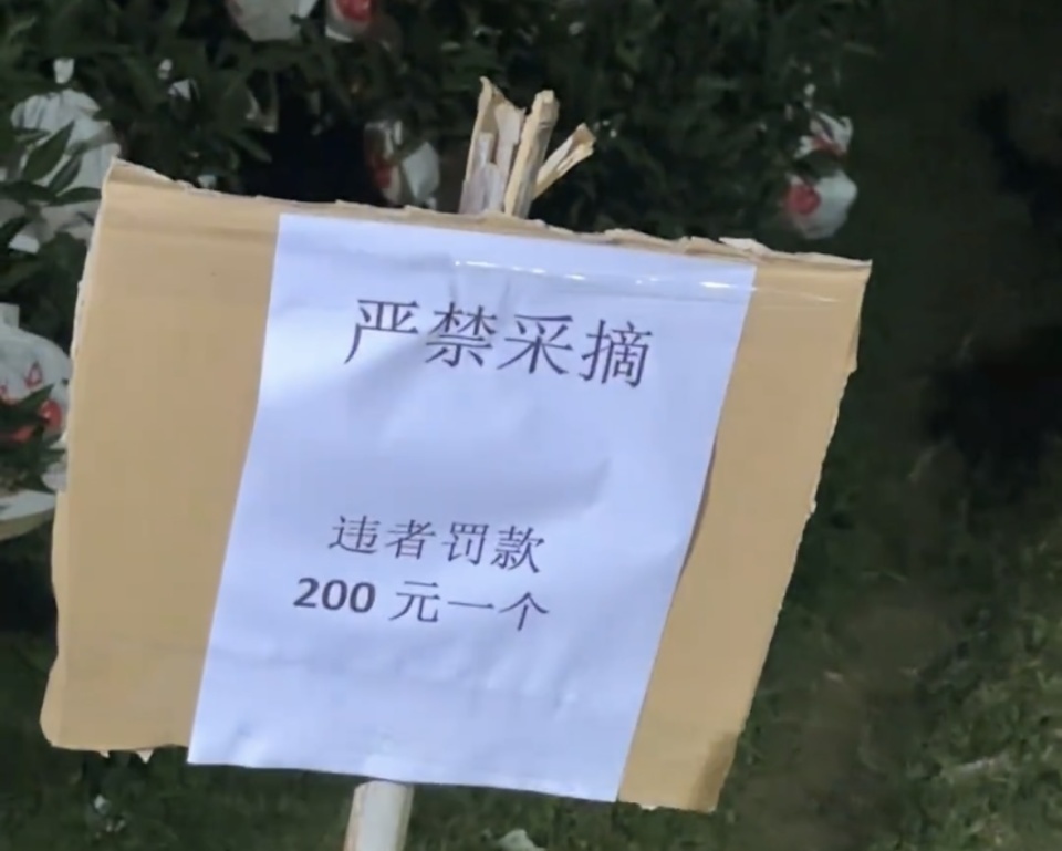 排队数百米!四川自助“偷甘蔗”农场带火全村,村民自发沿街摆摊成乡村“夜市” 排队数百米!四川自助“偷甘蔗”农场带火全村,村民自发沿街摆摊成乡村“夜市”