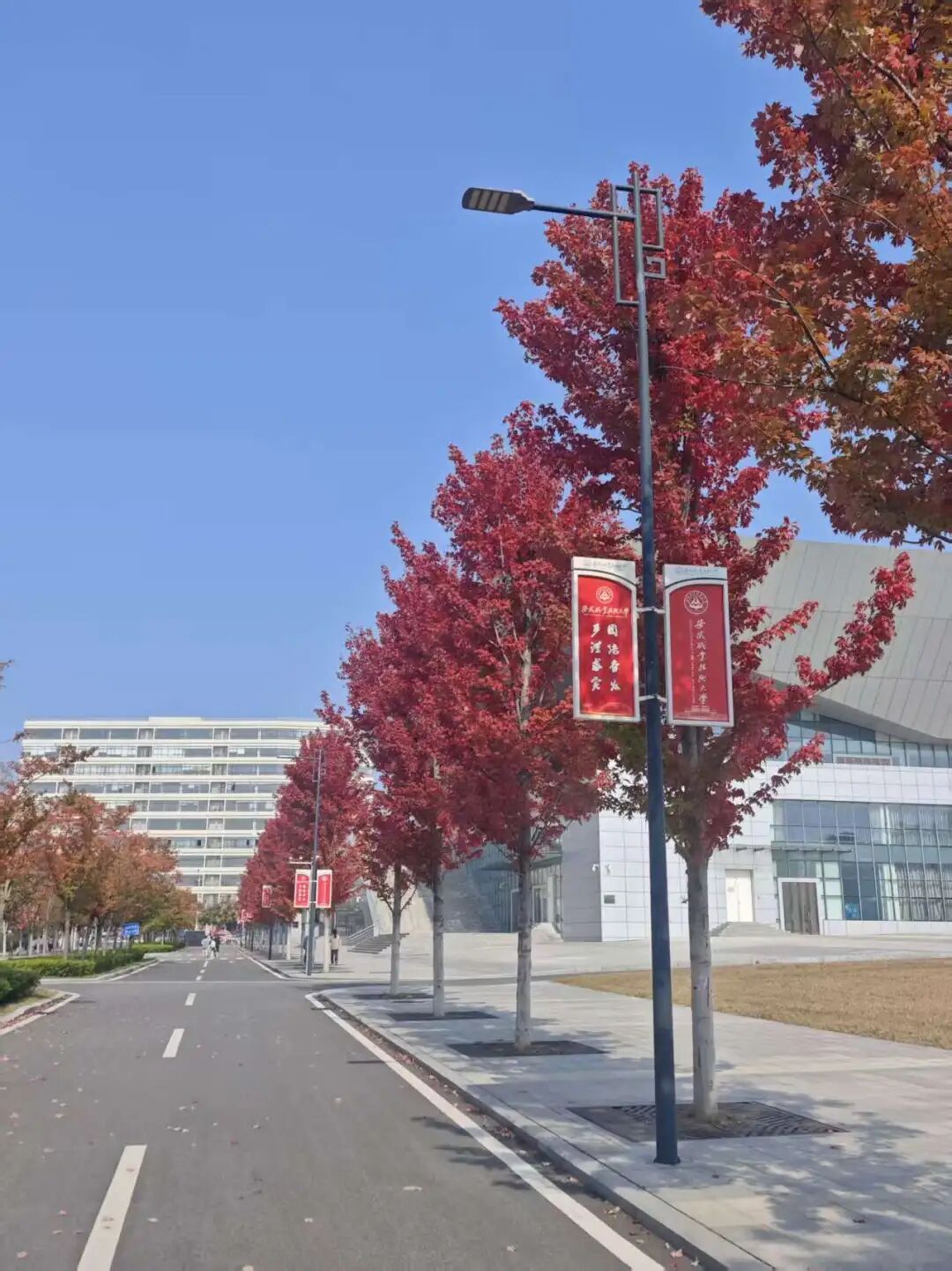 安徽高校的初冬，是“糖炒栗子味”的！