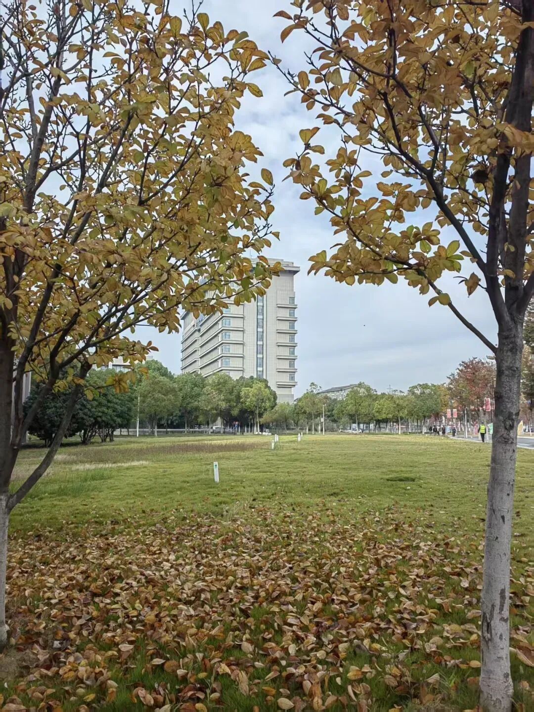 安徽高校的初冬，是“糖炒栗子味”的！