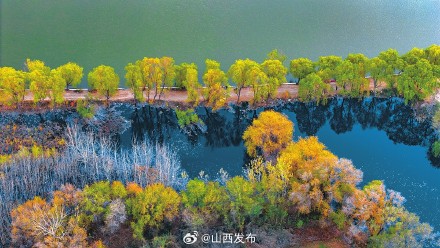 初冬时节的侯马浍河湿地层林尽染