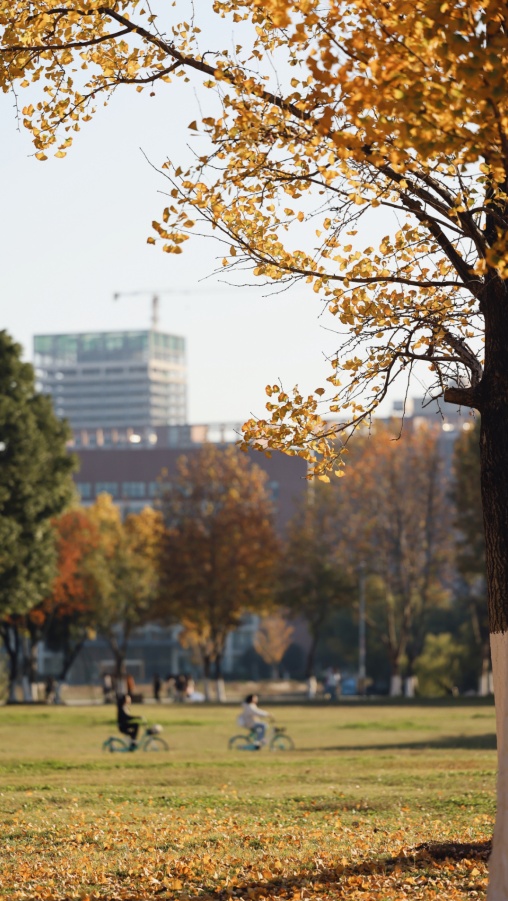 安徽高校的初冬，是“糖炒栗子味”的！