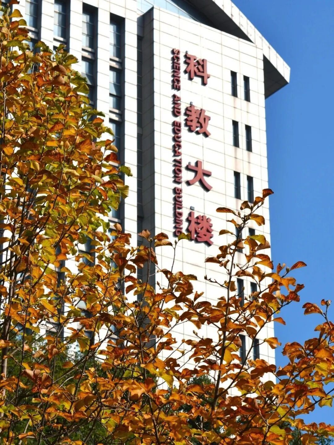 安徽高校的初冬，是“糖炒栗子味”的！