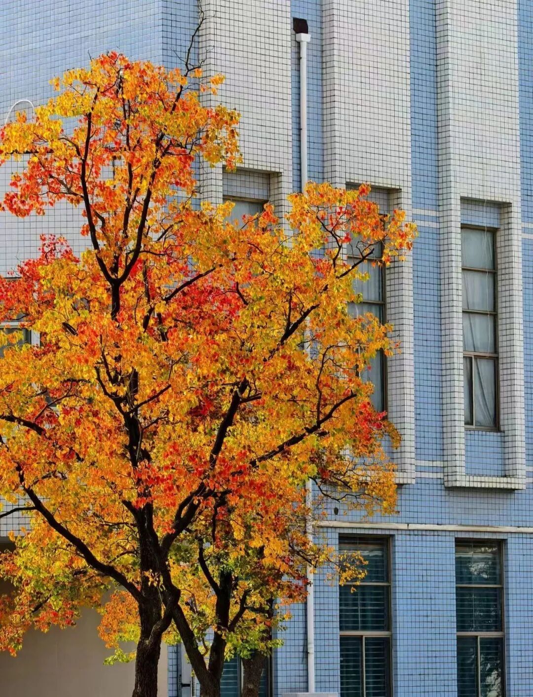 安徽高校的初冬，是“糖炒栗子味”的！