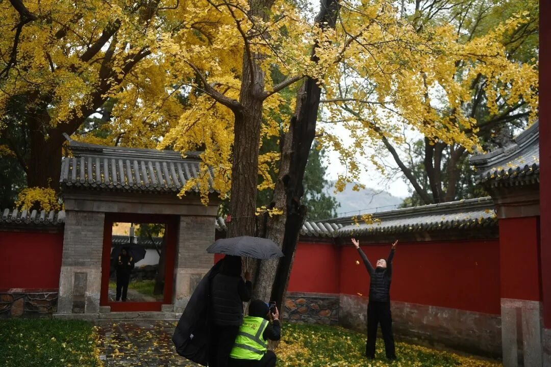 3分钟，留住北京的秋天！