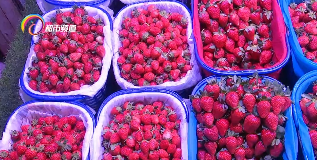受天气影响，昆明草莓价格微涨！大量上市还要等一等