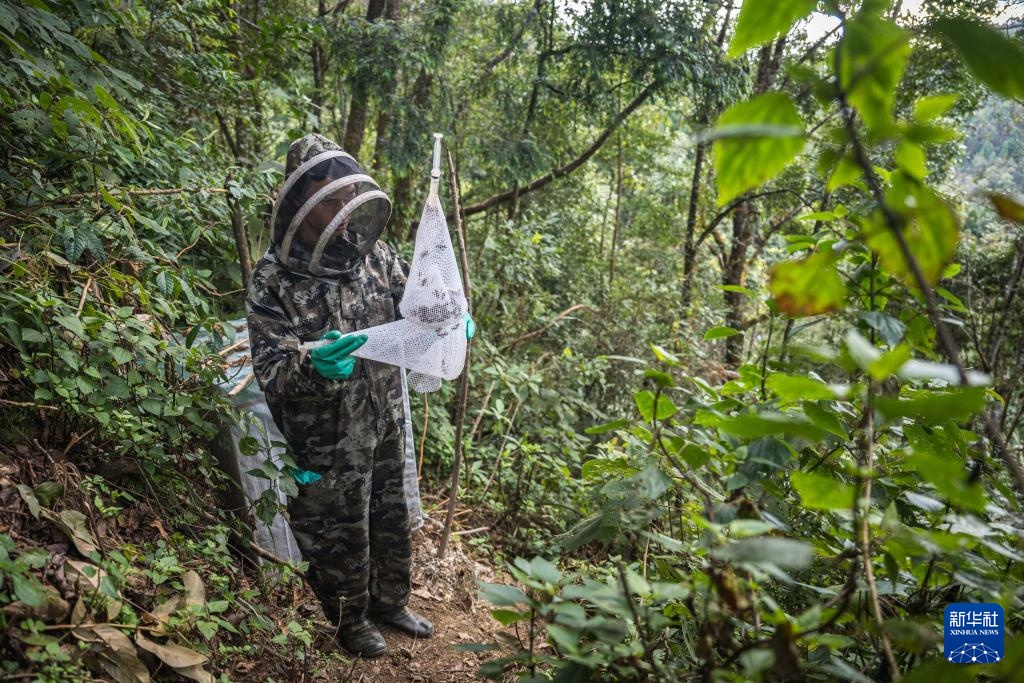 焦点丨“蜂拥而上”的虎头蜂产业，是商机还是骗局