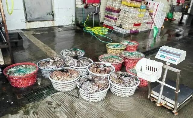 海警从13筐螃蟹中“挖出”一非法捕捞团伙