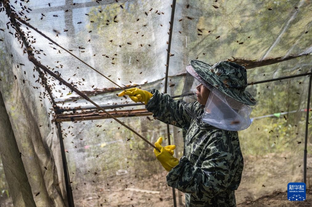 焦点丨“蜂拥而上”的虎头蜂产业，是商机还是骗局