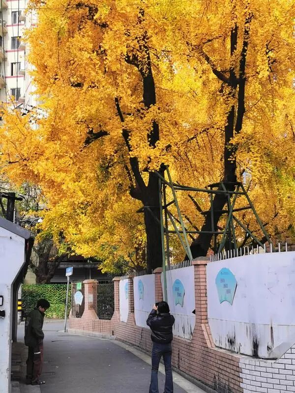上海中心城区“树龄最长”：700岁古银杏即将迎来最美季