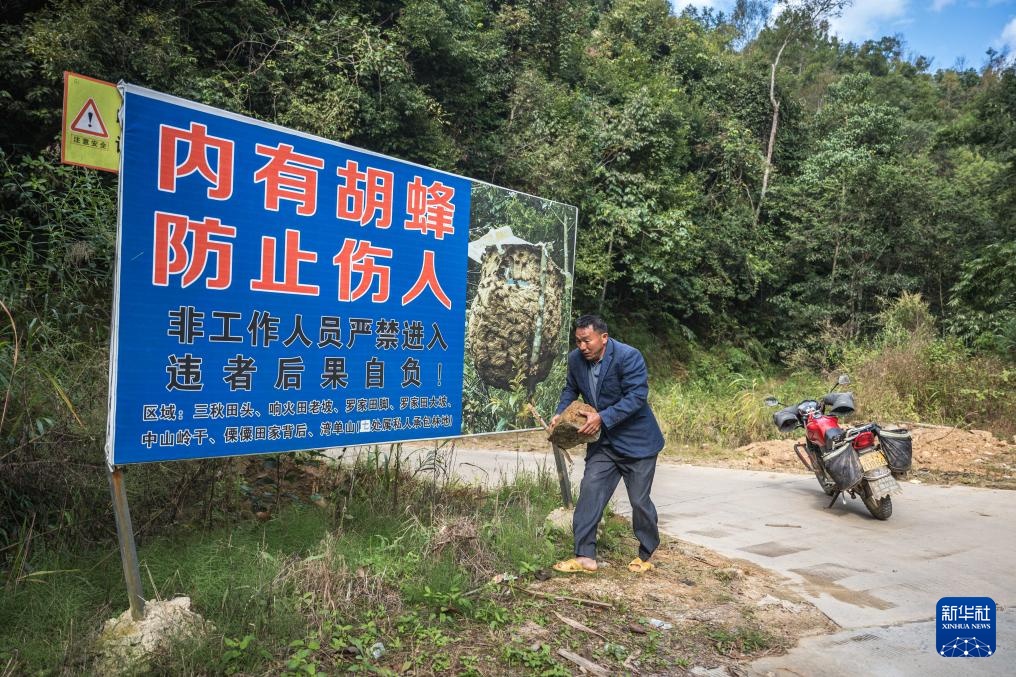 焦点丨“蜂拥而上”的虎头蜂产业，是商机还是骗局