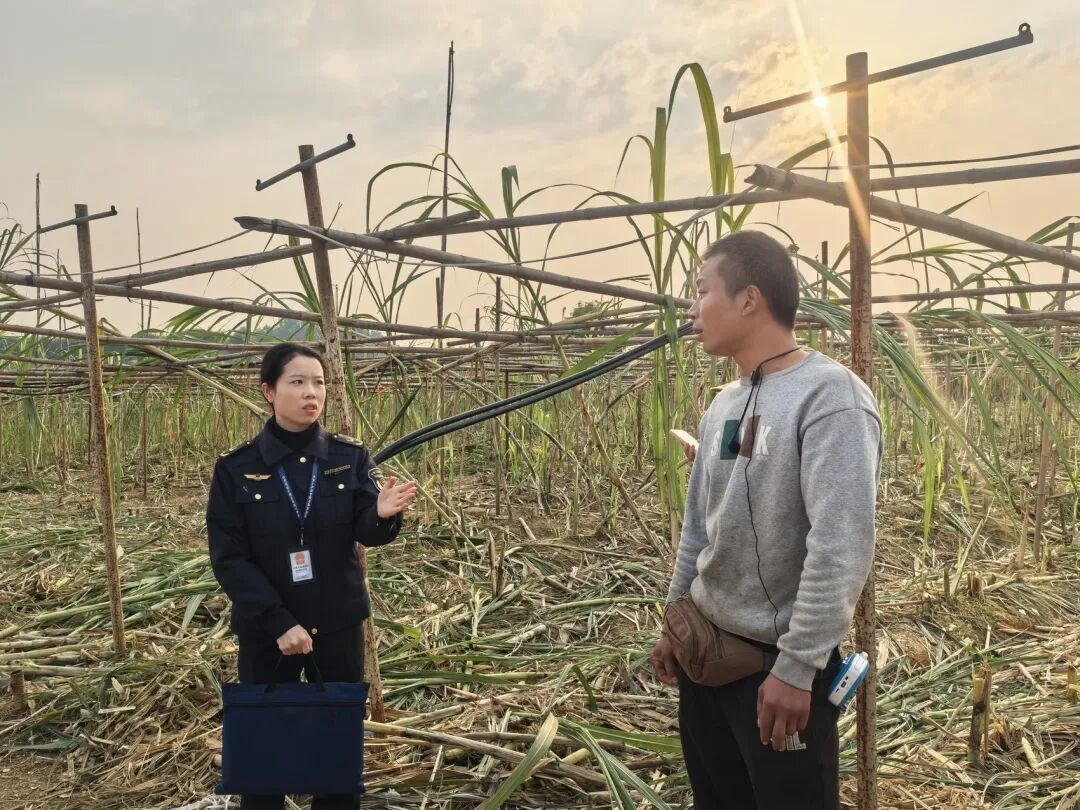 眉山“偷甘蔗”活动每天涌入近万人,是否需办理营业执照?官方回应 眉山“偷甘蔗”活动每天涌入近万人,是否需办理营业执照?官方回应