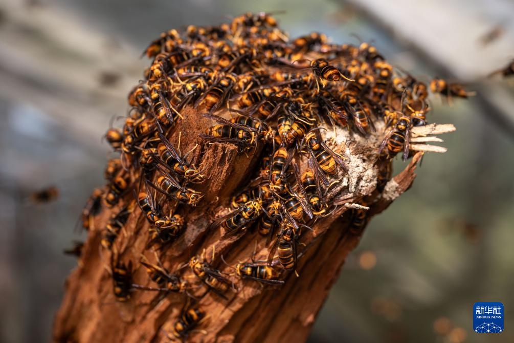 焦点丨“蜂拥而上”的虎头蜂产业，是商机还是骗局