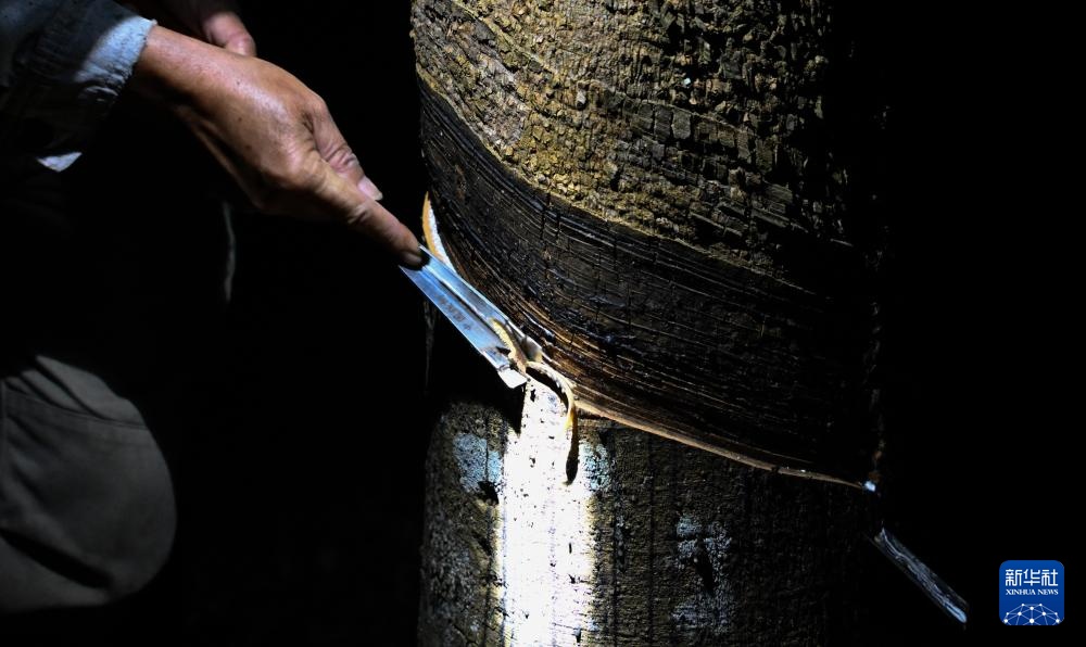 海南白沙:“三棵树”共绘热带特色产业振兴图 海南白沙:“三棵树”共绘热带特色产业振兴图