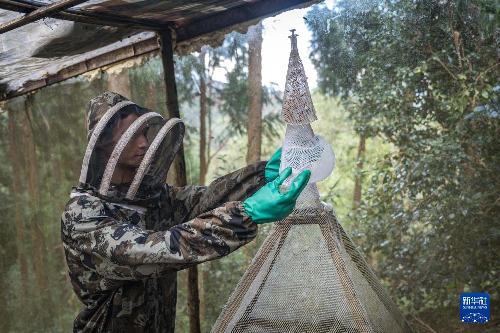 焦点丨“蜂拥而上”的虎头蜂产业，是商机还是骗局