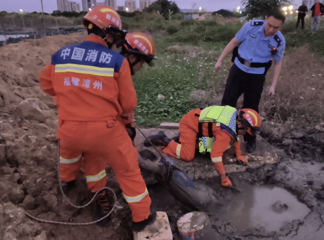 遇到这种危险，越挣扎越危险！