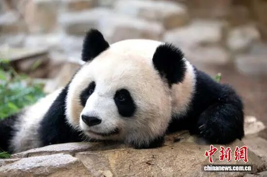 大熊猫“欢欢”“圆仔”回国