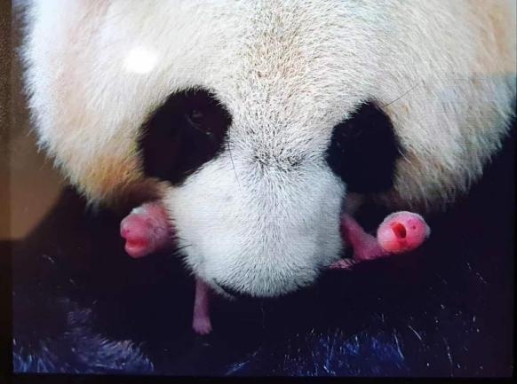 旅法大熊猫“欢欢”“圆仔”平安回国,其双胞胎幼崽将继续留法 旅法大熊猫“欢欢”“圆仔”平安回国,其双胞胎幼崽将继续留法