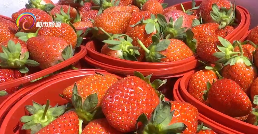 受天气影响，昆明草莓价格微涨！大量上市还要等一等