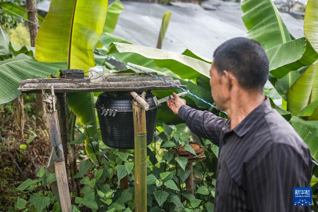 焦点丨“蜂拥而上”的虎头蜂产业，是商机还是骗局