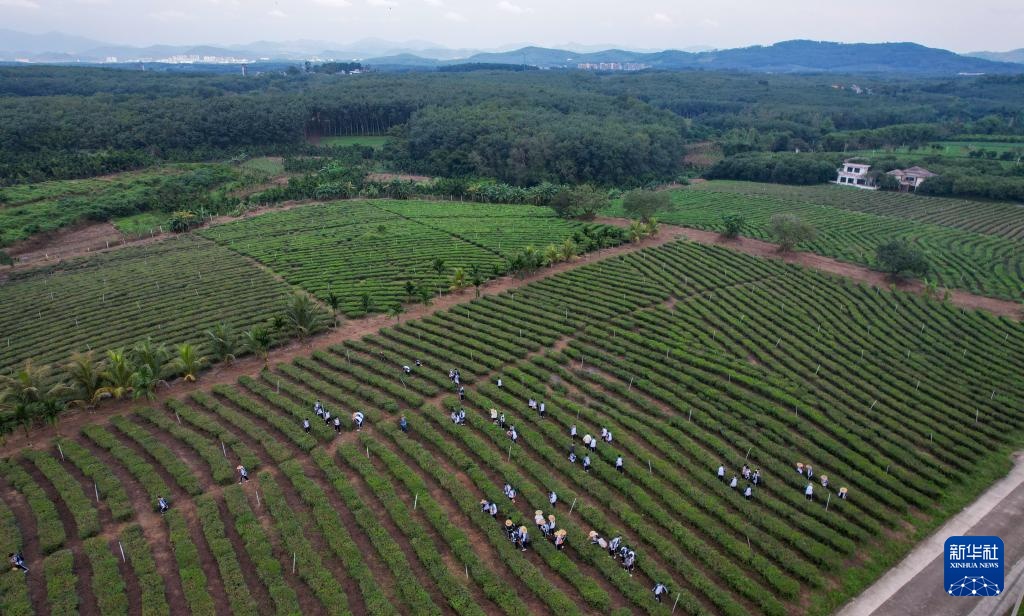 海南白沙:“三棵树”共绘热带特色产业振兴图 海南白沙:“三棵树”共绘热带特色产业振兴图
