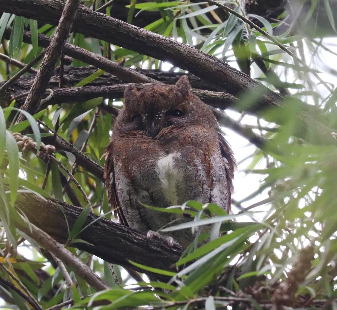 红角鸮、中白鹭、纯色啄花鸟……广州海珠湿地观鸟目录上新