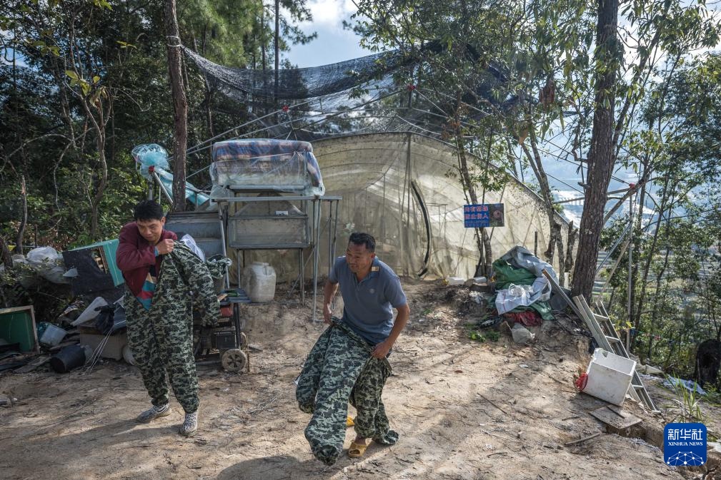 焦点丨“蜂拥而上”的虎头蜂产业，是商机还是骗局