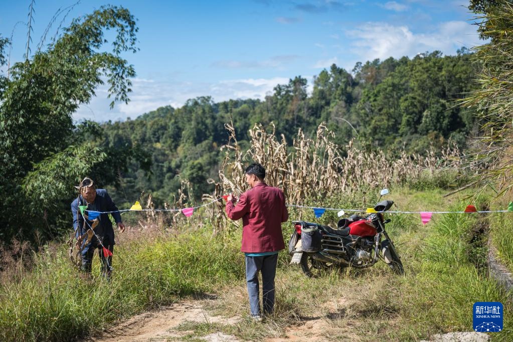 焦点丨“蜂拥而上”的虎头蜂产业，是商机还是骗局