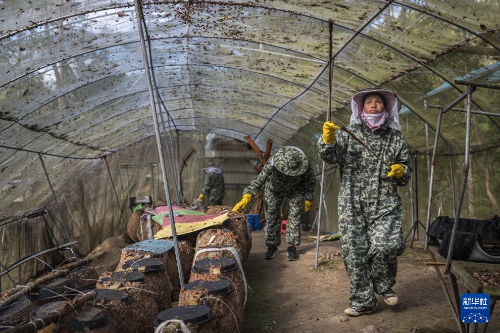 焦点丨“蜂拥而上”的虎头蜂产业，是商机还是骗局