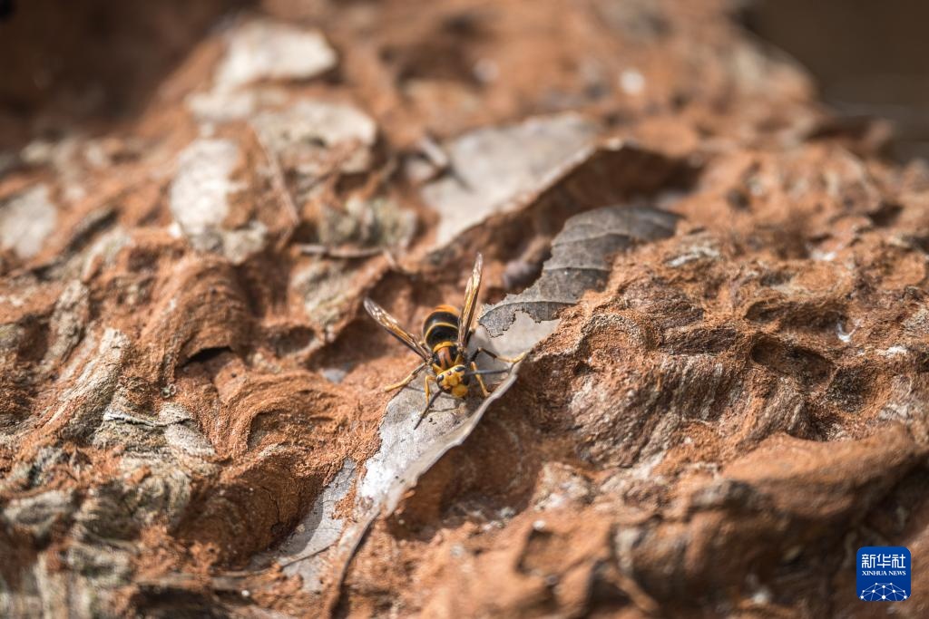 焦点丨“蜂拥而上”的虎头蜂产业，是商机还是骗局