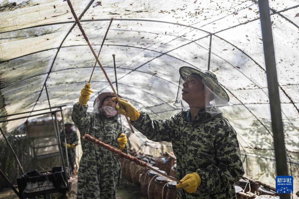 焦点丨“蜂拥而上”的虎头蜂产业，是商机还是骗局