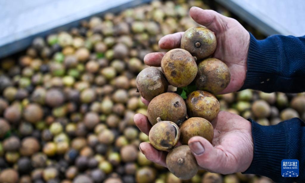 海南白沙:“三棵树”共绘热带特色产业振兴图 海南白沙:“三棵树”共绘热带特色产业振兴图