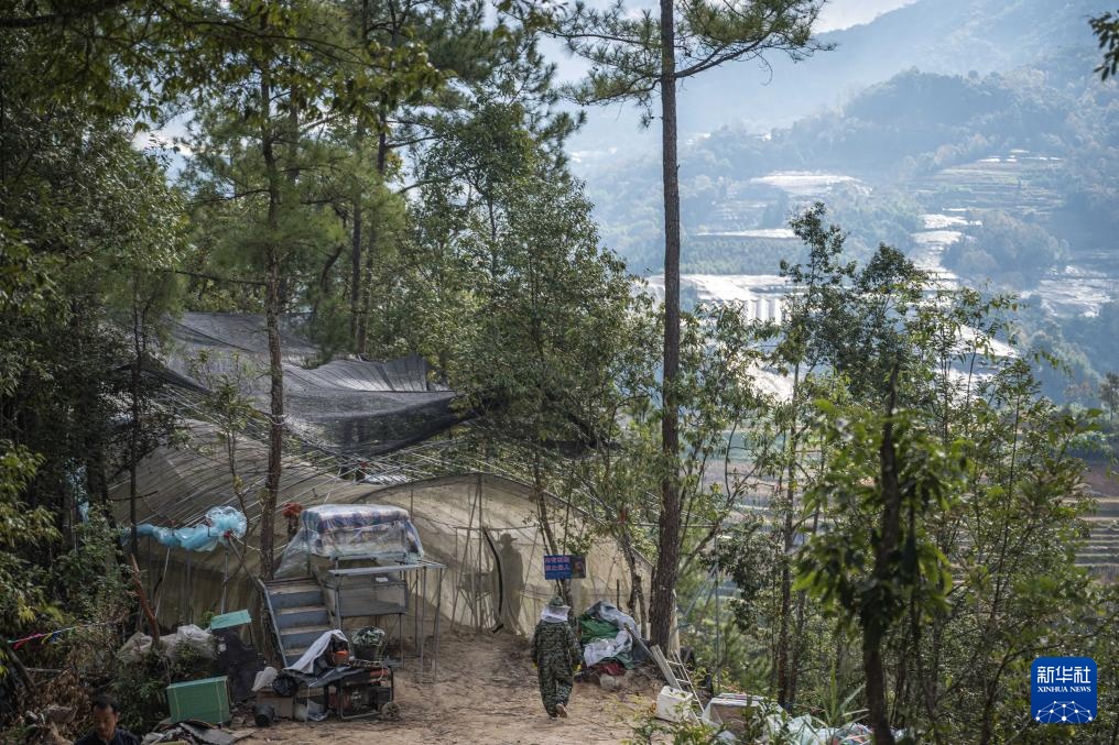 焦点丨“蜂拥而上”的虎头蜂产业，是商机还是骗局