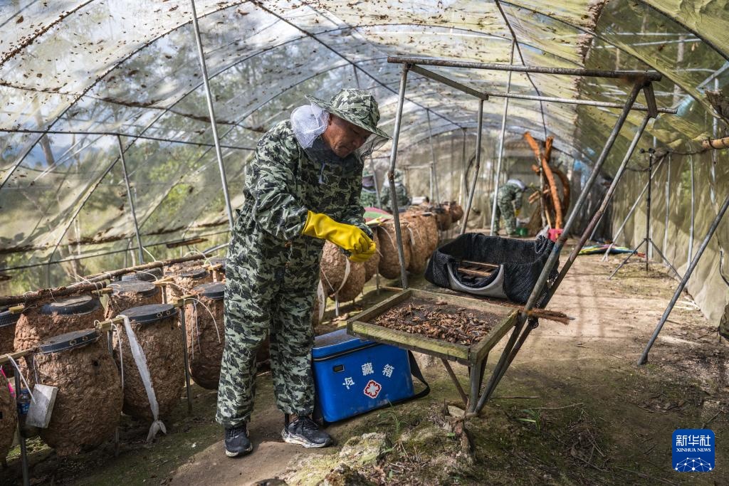 焦点丨“蜂拥而上”的虎头蜂产业，是商机还是骗局