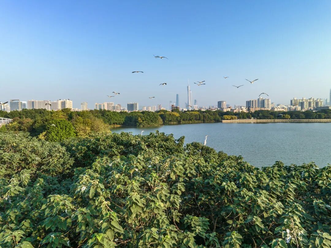 红角鸮、中白鹭、纯色啄花鸟……广州海珠湿地观鸟目录上新