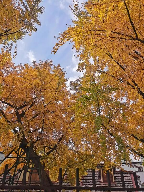 上海中心城区“树龄最长”：700岁古银杏即将迎来最美季