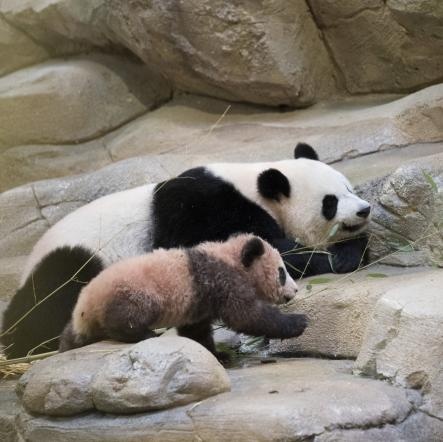 旅法大熊猫“欢欢”“圆仔”平安回国,其双胞胎幼崽将继续留法 旅法大熊猫“欢欢”“圆仔”平安回国,其双胞胎幼崽将继续留法