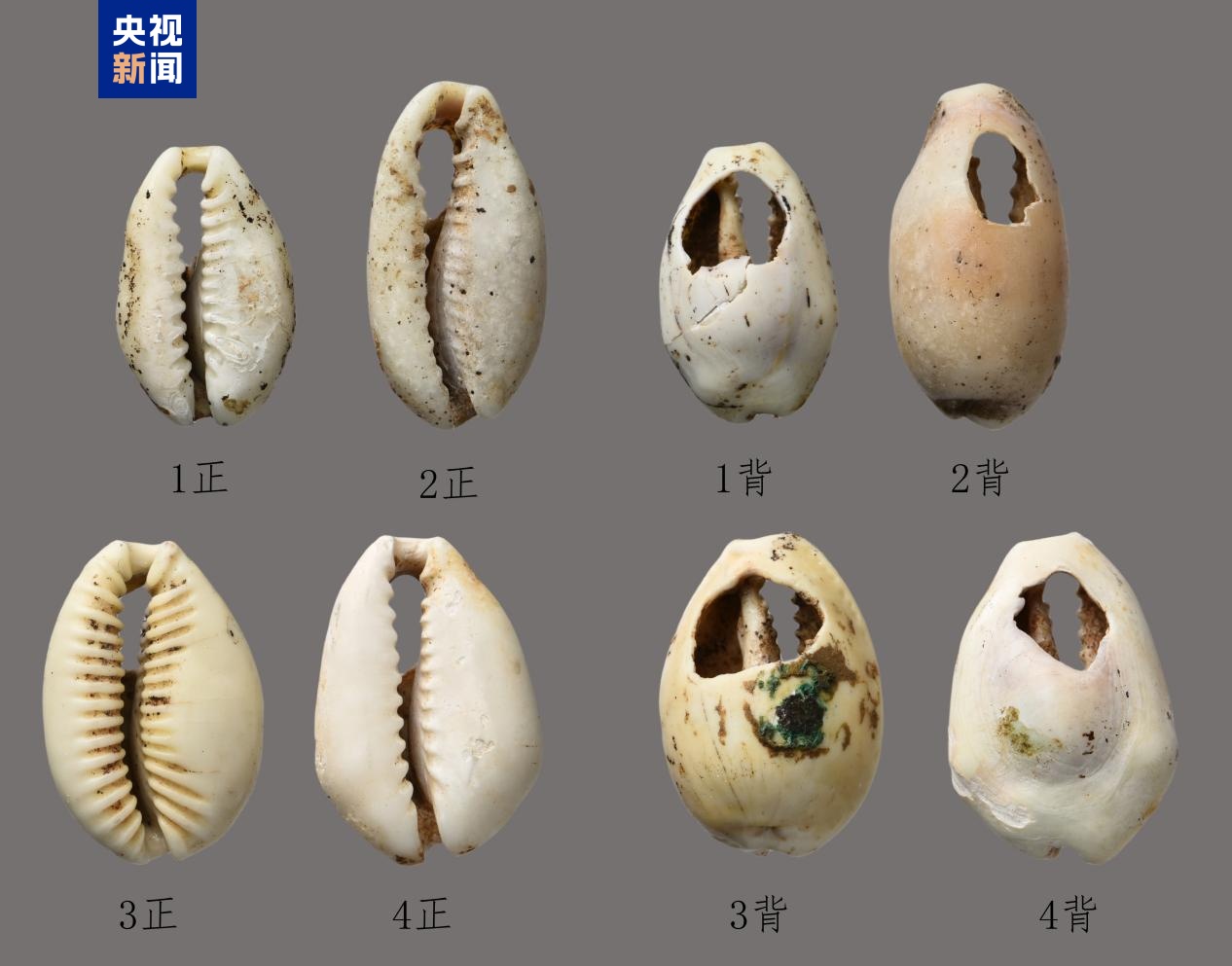 为研究晋国历史提供实物资料 山西垣曲西窑东周贵族墓发掘成果上新