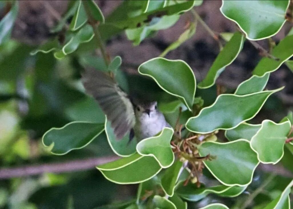 红角鸮、中白鹭、纯色啄花鸟……广州海珠湿地观鸟目录上新