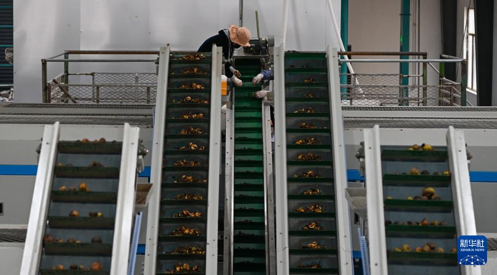 海南白沙:“三棵树”共绘热带特色产业振兴图 海南白沙:“三棵树”共绘热带特色产业振兴图