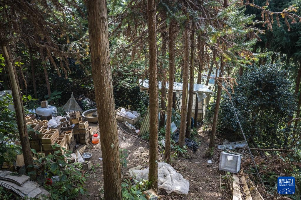 焦点丨“蜂拥而上”的虎头蜂产业，是商机还是骗局